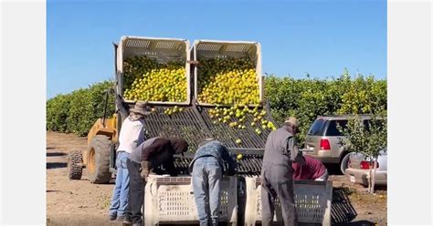 Citrus Greening Has Entered Key Lemon Growing Region In California