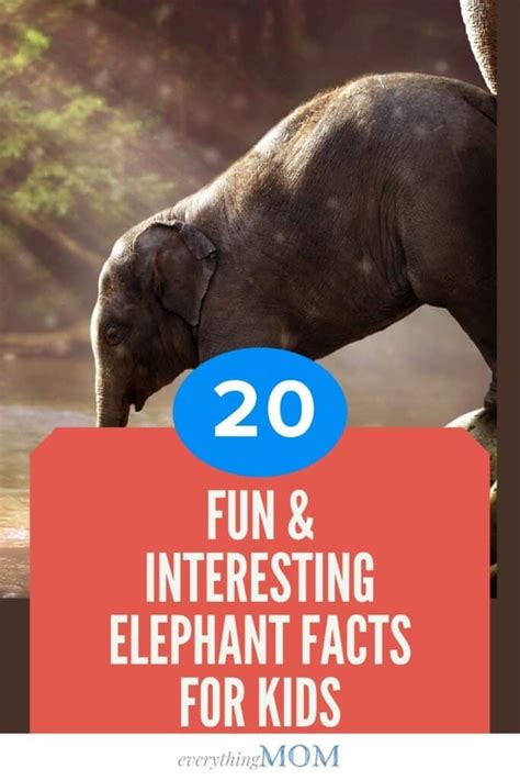 20 Fun And Interesting Elephant Facts For Kids Everythingmom