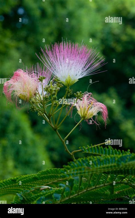 Mimosa Tree Blooming Us Stock Photo Alamy