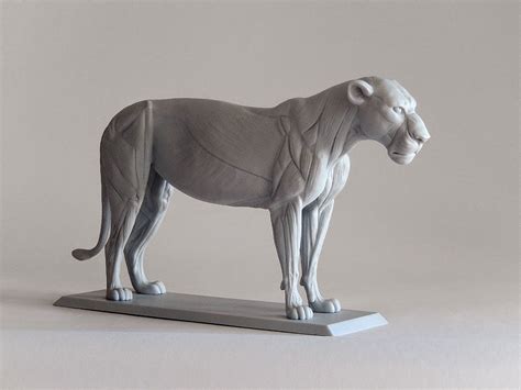Humans are the only truly bipedal mammals (walking on two legs as a normal way of locomotion). Gabriele: Big Cat Anatomy Sculpture