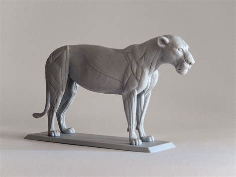 Maybe you would like to learn more about one of these? Gabriele: Big Cat Anatomy Sculpture