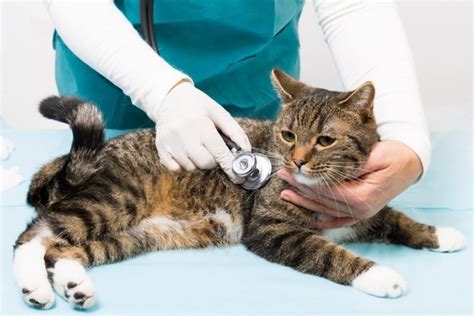 The same location for the last 22 years!!! Pet Dermatology Services in Conway, AR | St. Francis ...