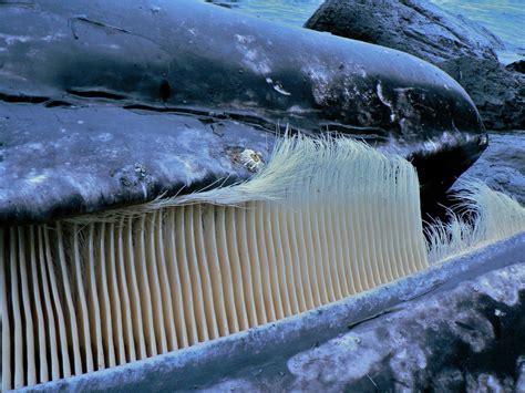 What Are Whales Teeth Made Out Of TeethWalls