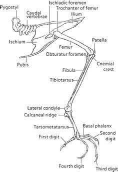 Recipes often call for boneless skinless chicken thighs, yet finding them in supermarkets can be a bit of a hassle. Chicken Anatomy - Skeletal | ANATOMY | Pinterest | Chicken ...