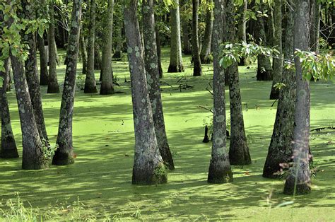 Kentucky Swamp Photograph By Kathy Kelly Pixels