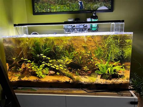 My 40 Gallon Planted Axolotl Tank Today Vs 6 Months Ago Plantedtank