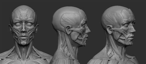 Male Ecorche Human Anatomy Reference 3d Model 3d Printable Cgtrader