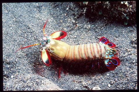 Peacock Mantis Shrimp Has A Knockout Punch The New York Times
