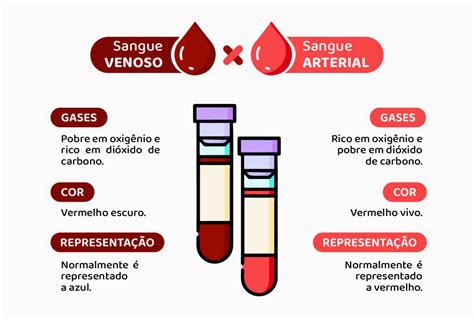 Sangue Arterial E Venoso Conheça As Principais Diferenças Firstlab