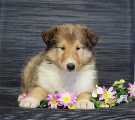 Akc Registered Collie Lassie For Sale Fredericksburg Oh Male Louie