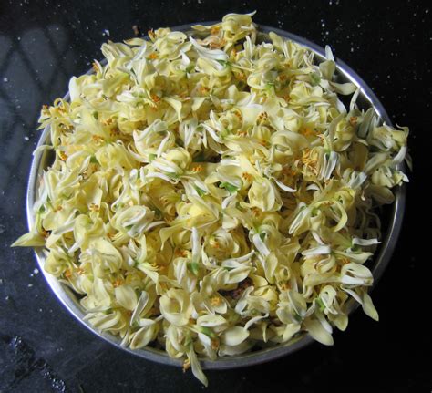 Malunggay (moringa oleifera) is cultivated for food in south asia, southeast asia, africa moringa leaves are sold still attached to the stalks. File:Moringa oleifera flowers ready to be cooked.jpg ...