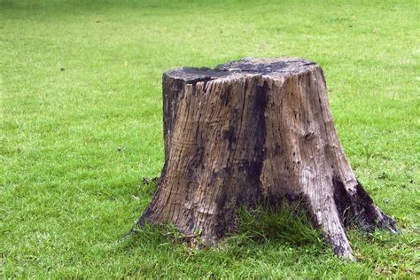 3 Reasons To Have That Old Tree Stump Removed Nelson Tree Specialist