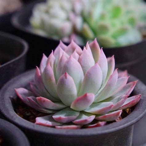 Lovely Pink And Green Succulents Succulents Succulents Garden Echeveria