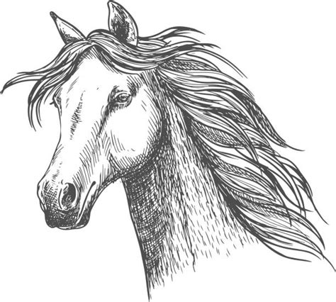 Best Horse Eye Illustrations Royalty Free Vector Graphics