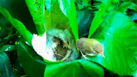 Baby Tailorbirds Leave The Nest And Fly Last Day Chicks Growing Up
