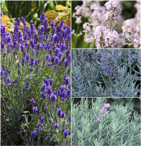 Lavandula Multiple Varieties Lavender Garden Center Marketing