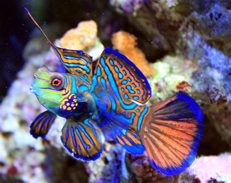 Ikan diskus adalah genus dari cichlids yang hidup di lembah sungai amazon. Mandarin Fish, Si Ikan Tercantik di Dunia yang Ternyata ...