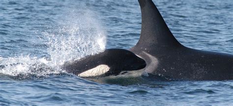 Troubled Waters Orca Month Celebrates Whales Past And Future
