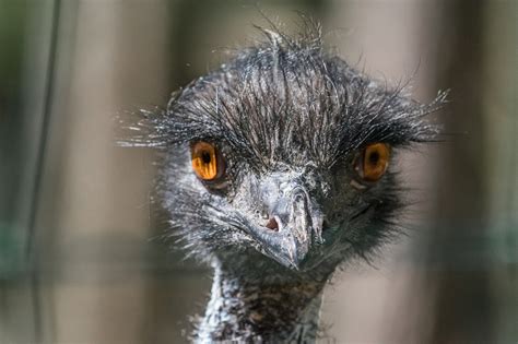 Emu Bird Head Free Photo On Pixabay Pixabay