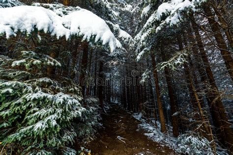 A Path Among Evergreen Trees In A Snowy Forest Leads Up To The