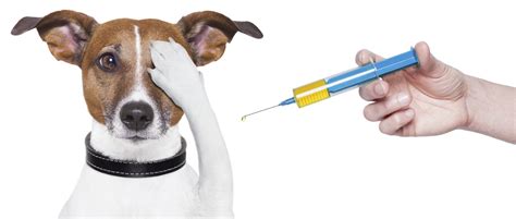 On the anniversary of this they will be given a three (3) there are vaccines to help prevent many diseases and illnesses that affect your dog. Should You Vaccinate Your Dog? Why, Where, and How Often 🥇 ...