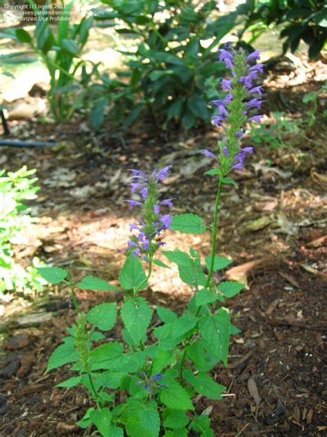 Shop organic anise hyssop at mountain rose herbs. PlantFiles Pictures: Agastache, Anise-Hyssop, Hummingbird ...
