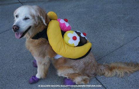 6 Halloween Pet Photography Tips Golden Woofs