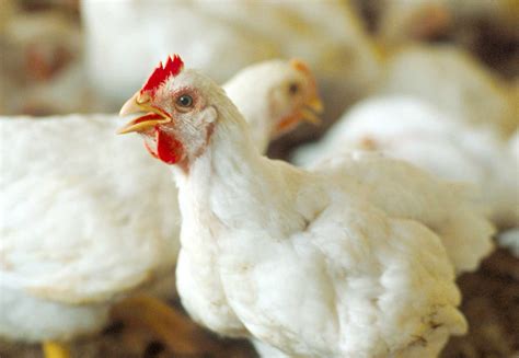 Bird flu first broke out in india in 2006. Bird Flu Scare: Sale Of Chicken, Egg-Based Dishes Banned ...