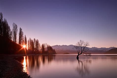 That Tree Again Lake Wanakas Lone Willow Revisited