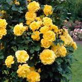 Fragrant Yellow Climbing Rose