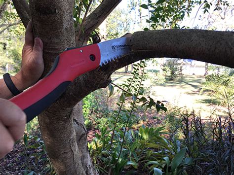 It is best to cut down trees in segments when there are close obstructions or the tree is too tall to tackle with one cut. Pruning in Three Steps, a Pictorial - Gardening Solutions ...