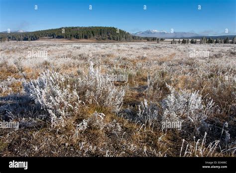 Frost Covered Sagebrush In The Hayden Valley Of Yellowstone Stock Photo