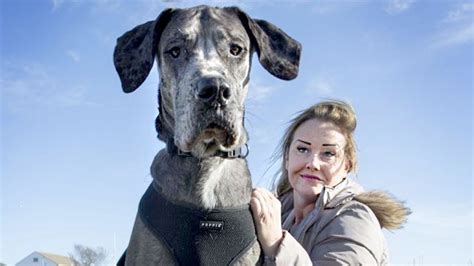 7 Foot 4 Inches Tallest Dog In The World Freddy The Great Dane