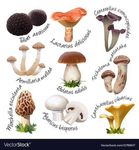 Collection Of Various Species Edible Mushrooms Vector Image