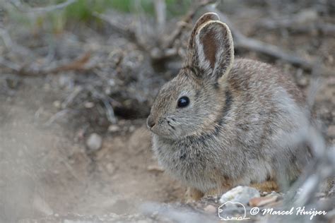 Marcel Huijser Photography Pygmy Rabbit Brachylagus Idahoensis