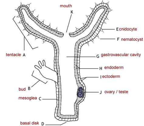 Hydra Anatomy Answer Key