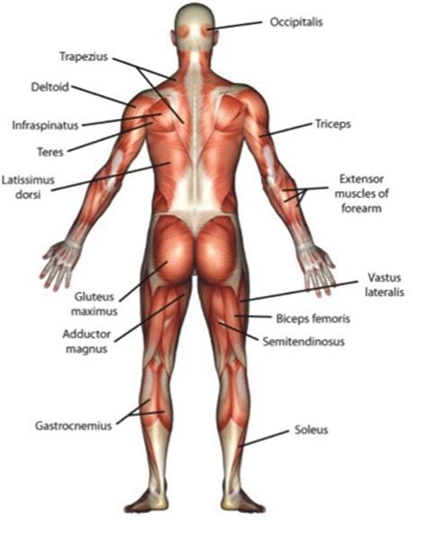 The latissimus dorsi is the wide muscle of the back and lateral trunk. Back Muscles - Health & PE10 Human Movement - Collinson ...