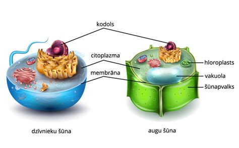 Augu Un Dzīvnieku šūnas Salīdzinājums — Teorija Bioloģija 8 Klase