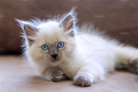 White Balinese Kitten High Quality Animal Stock Photos