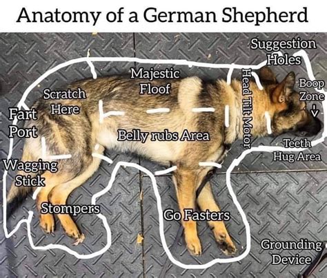 Anatomy Of German Shepherd Anatomical Charts And Posters