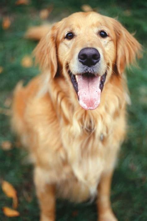 17 Fun Facts About Golden Retrievers That Will Amaze You