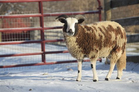 Learn vocabulary, terms and more with flashcards, games and other study tools. To Shear or Not to Shear?: Sheep Shearing at Farm ...