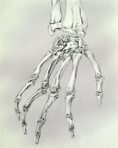 Skeleton Hand Drawing On Hand At Getdrawings Free Download