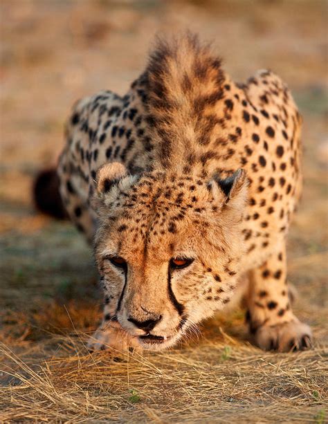 Namibian Cheetah Photograph By Buck Shreck Pixels