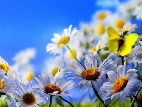 The yellow butterfly, colias erate, is a common butterfly that can be found anywhere near flowers and is as abundant as the common butterfly. White Daisy Flowers Yellow Butterfly Blue Sky 2560x1600 ...