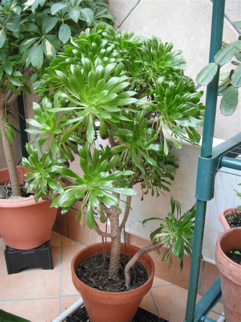 Encuentra fotos de stock de gran calidad que no podrás encontrar en ningún otro sitio. Aeonium Arboreum Atropurpureum : Cactus y Suculentas de ...