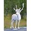 This Magically Rare White Reindeer Was Spotted On The Side Of Road 