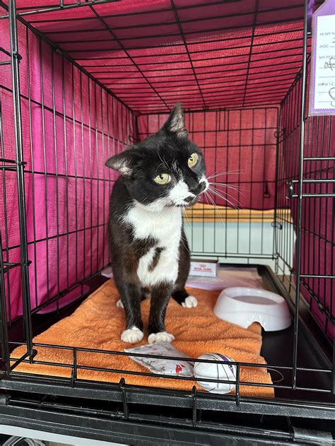 Cat for adoption - Otis Redding, a Domestic Short Hair in Philadelphia