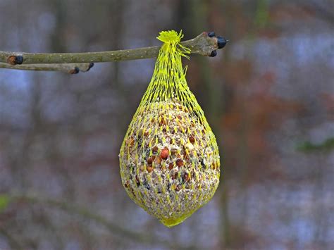 How do you make a bird seed ball? Wild bird food recipes | lovethegarden