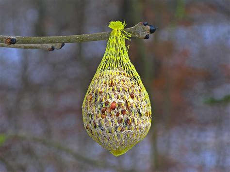 How do you make a bird seed ball? Wild bird food recipes | lovethegarden